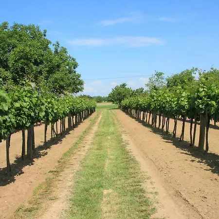 Holiday home Szolohegyi Haziko - In The Vineyard *