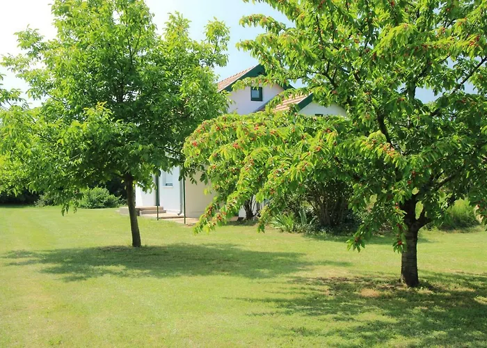 Szolohegyi Haziko - In The Vineyard * Balatonszárszó