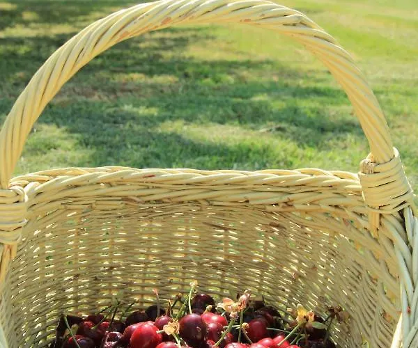 Szolohegyi Haziko - In The Vineyard