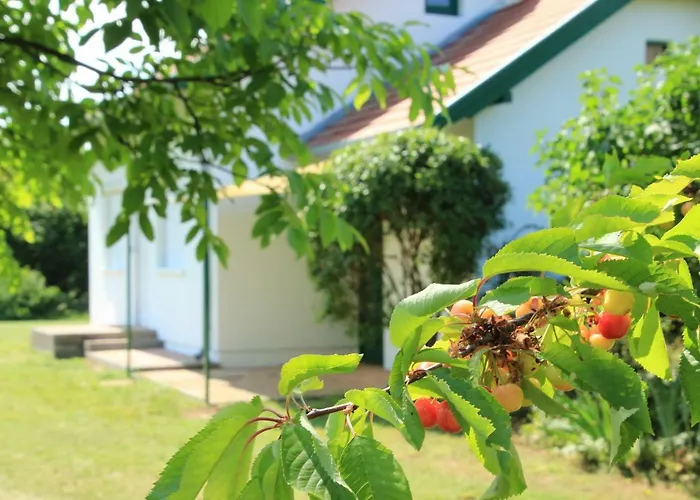 Szolohegyi Haziko - In The Vineyard בית נופש